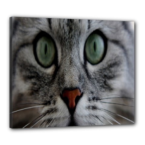 Cat Face Eyes Gray Fluffy Cute Animals Canvas 24  X 20 