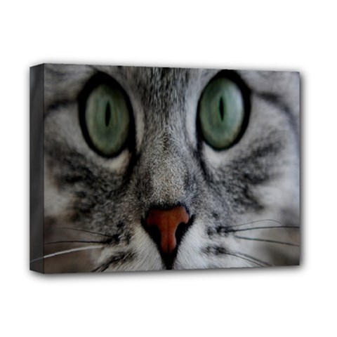 Cat Face Eyes Gray Fluffy Cute Animals Deluxe Canvas 16  X 12   by Mariart