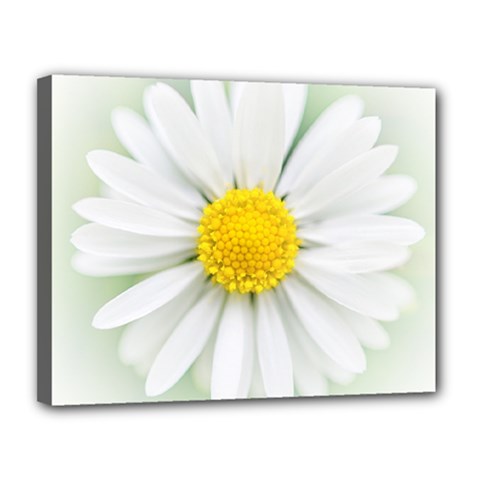 Art Daisy Flower Art Flower Deco Canvas 14  X 11  by Nexatart