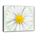 Art Daisy Flower Art Flower Deco Canvas 14  x 11  View1