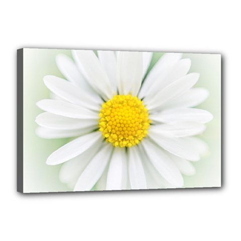 Art Daisy Flower Art Flower Deco Canvas 18  X 12  by Nexatart