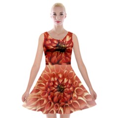 Dahlia Flower Joy Nature Luck Velvet Skater Dress by Nexatart