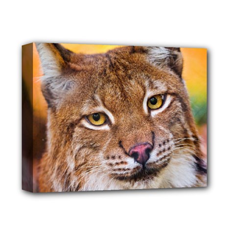 Tiger Beetle Lion Tiger Animals Deluxe Canvas 14  X 11 