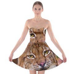 Tiger Beetle Lion Tiger Animals Strapless Bra Top Dress