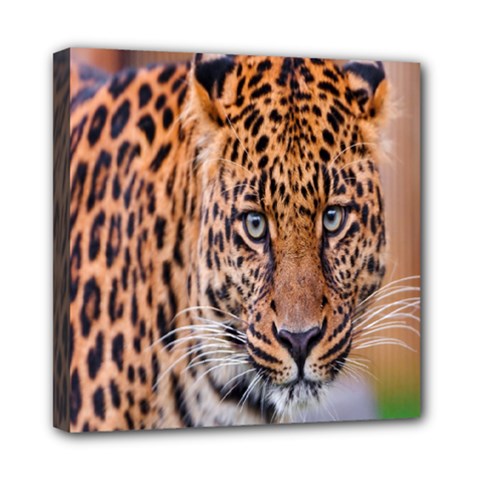 Tiger Beetle Lion Tiger Animals Leopard Mini Canvas 8  X 8  by Mariart