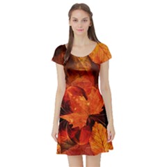 Ablaze With Beautiful Fractal Fall Colors Short Sleeve Skater Dress by jayaprime