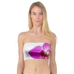 Lilac Phalaenopsis Flower, Floral Oil Painting Art Bandeau Top by picsaspassion