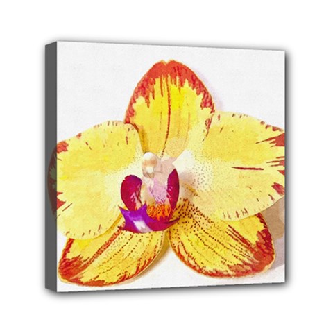 Phalaenopsis Yellow Flower, Floral Oil Painting Art Mini Canvas 6  X 6  by picsaspassion