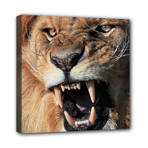 Male Lion Angry Mini Canvas 8  X 8  by Celenk