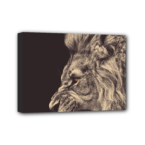 Angry Male Lion Mini Canvas 7  X 5  by Celenk