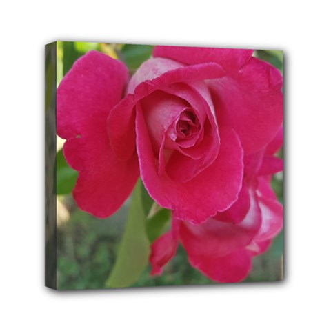 Romantic Red Rose Photography Mini Canvas 6  X 6  by yoursparklingshop