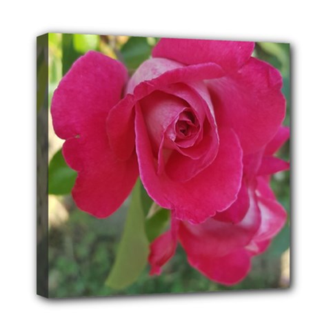 Romantic Red Rose Photography Mini Canvas 8  X 8  by yoursparklingshop