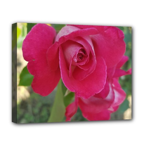 Romantic Red Rose Photography Deluxe Canvas 20  X 16   by yoursparklingshop