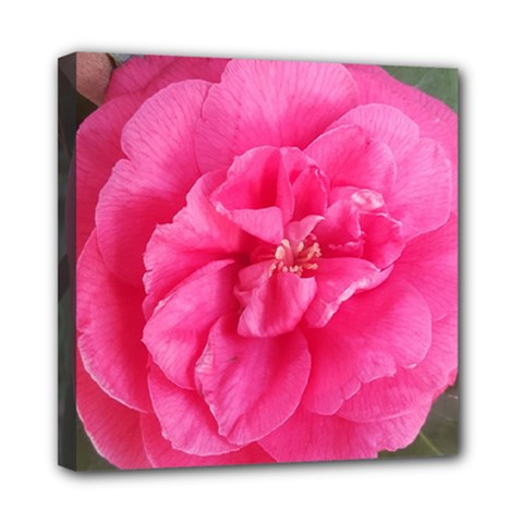 Pink Flower Japanese Tea Rose Floral Design Mini Canvas 8  X 8  by yoursparklingshop