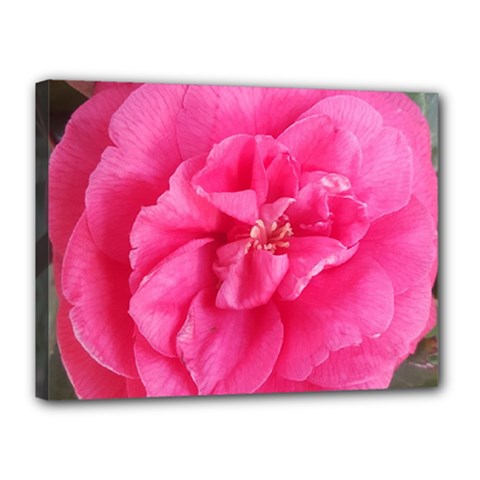 Pink Flower Japanese Tea Rose Floral Design Canvas 16  X 12  by yoursparklingshop