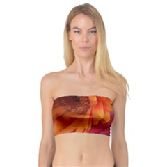 Floral Photography Orange Red Rose Daisy Elegant Flowers Bouquet Bandeau Top