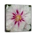 Floral Soft Pink Flower Photography Peony Rose Mini Canvas 6  x 6  View1