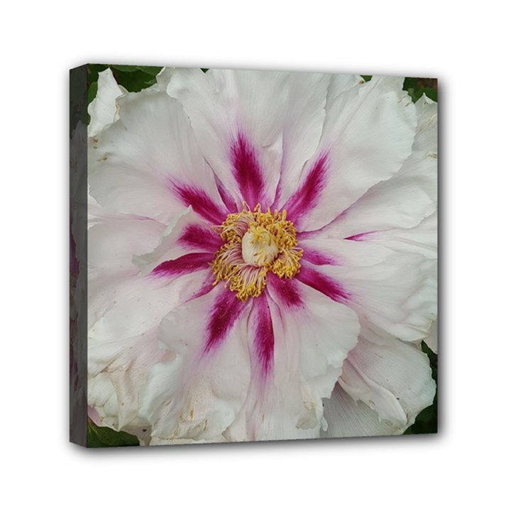 Floral Soft Pink Flower Photography Peony Rose Mini Canvas 6  x 6 