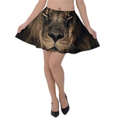 African Lion Mane Close Eyes Velvet Skater Skirt by Celenk