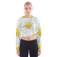 Art Daisy Flower Art Flower Deco Cropped Sweatshirt by Celenk