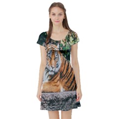 Animal Big Cat Safari Tiger Short Sleeve Skater Dress by Celenk