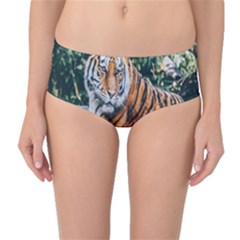 Animal Big Cat Safari Tiger Mid-waist Bikini Bottoms by Celenk