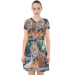 Animal Big Cat Safari Tiger Adorable In Chiffon Dress