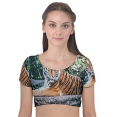 Animal Big Cat Safari Tiger Velvet Short Sleeve Crop Top 