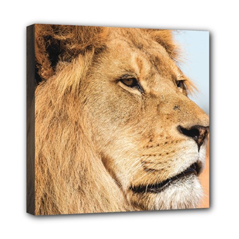 Big Male Lion Looking Right Mini Canvas 8  X 8  by Ucco