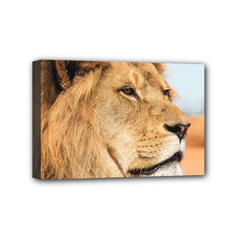 Big Male Lion Looking Right Mini Canvas 6  X 4  by Ucco