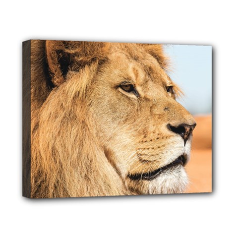 Big Male Lion Looking Right Canvas 10  X 8  by Ucco