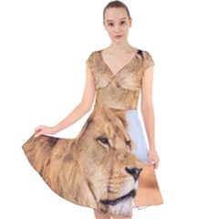 Big Male Lion Looking Right Cap Sleeve Front Wrap Midi Dress by Ucco