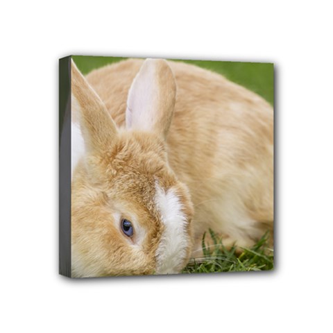 Beautiful Blue Eyed Bunny On Green Grass Mini Canvas 4  X 4 