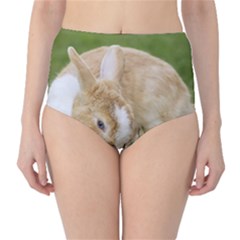 Beautiful Blue Eyed Bunny On Green Grass High-waist Bikini Bottoms