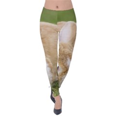 Beautiful Blue Eyed Bunny On Green Grass Velvet Leggings