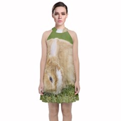 Beautiful Blue Eyed Bunny On Green Grass Velvet Halter Neckline Dress 