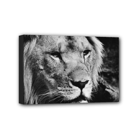 Africa Lion Male Closeup Macro Mini Canvas 6  X 4  by BangZart