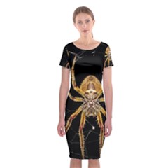 Insect Macro Spider Colombia Classic Short Sleeve Midi Dress