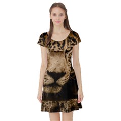 Jaguar Water Stalking Eyes Short Sleeve Skater Dress by BangZart