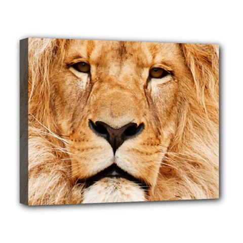 Africa African Animal Cat Close Up Deluxe Canvas 20  X 16   by BangZart