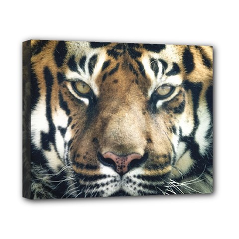 Tiger Bengal Stripes Eyes Close Canvas 10  X 8  by BangZart