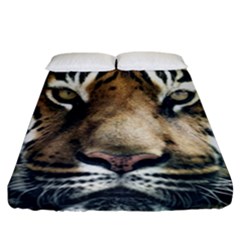 Tiger Bengal Stripes Eyes Close Fitted Sheet (california King Size) by BangZart