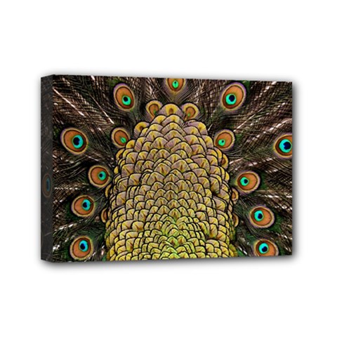 Peacock Feathers Wheel Plumage Mini Canvas 7  X 5  by BangZart