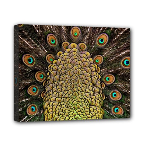 Peacock Feathers Wheel Plumage Canvas 10  X 8  by BangZart