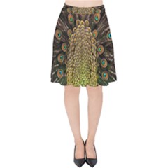 Peacock Feathers Wheel Plumage Velvet High Waist Skirt by BangZart