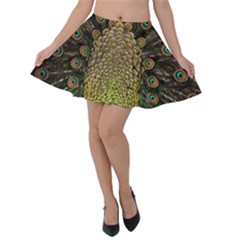 Peacock Feathers Wheel Plumage Velvet Skater Skirt by BangZart