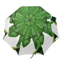 Plant Berry Leaves Green Flower Folding Umbrellas by BangZart