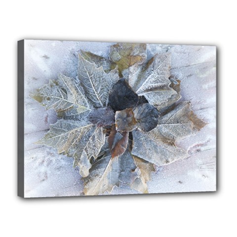 Winter Frost Ice Sheet Leaves Canvas 16  X 12 