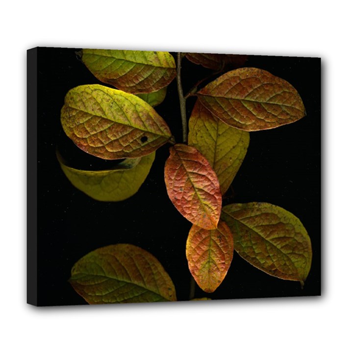 Autumn Leaves Foliage Deluxe Canvas 24  x 20  