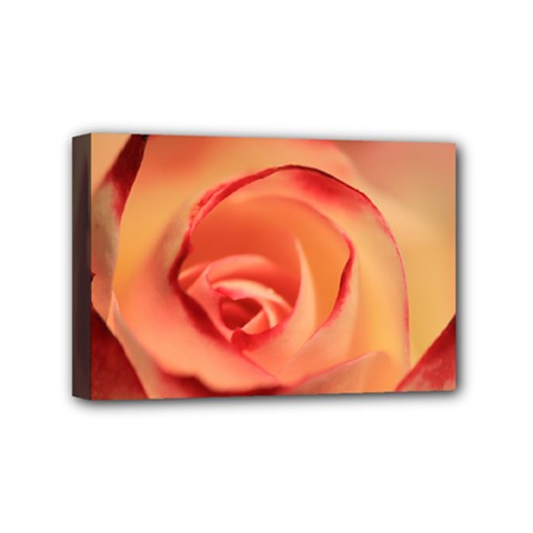 Rose Orange Rose Blossom Bloom Mini Canvas 6  X 4  by Celenk